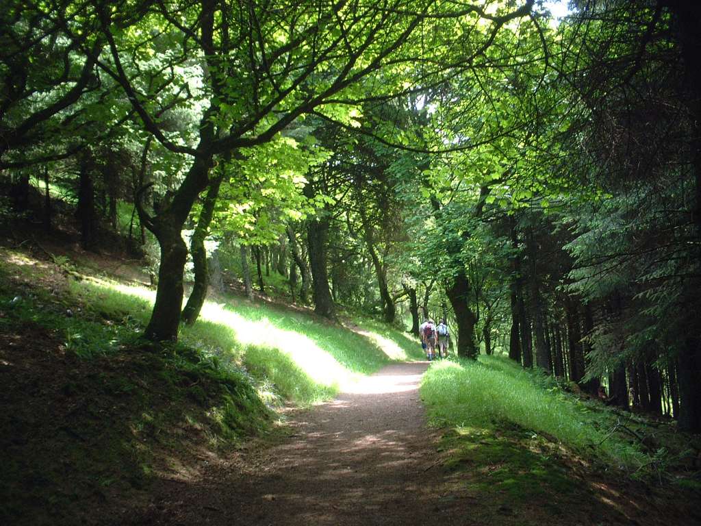Out Walk : Macclesfield Forest